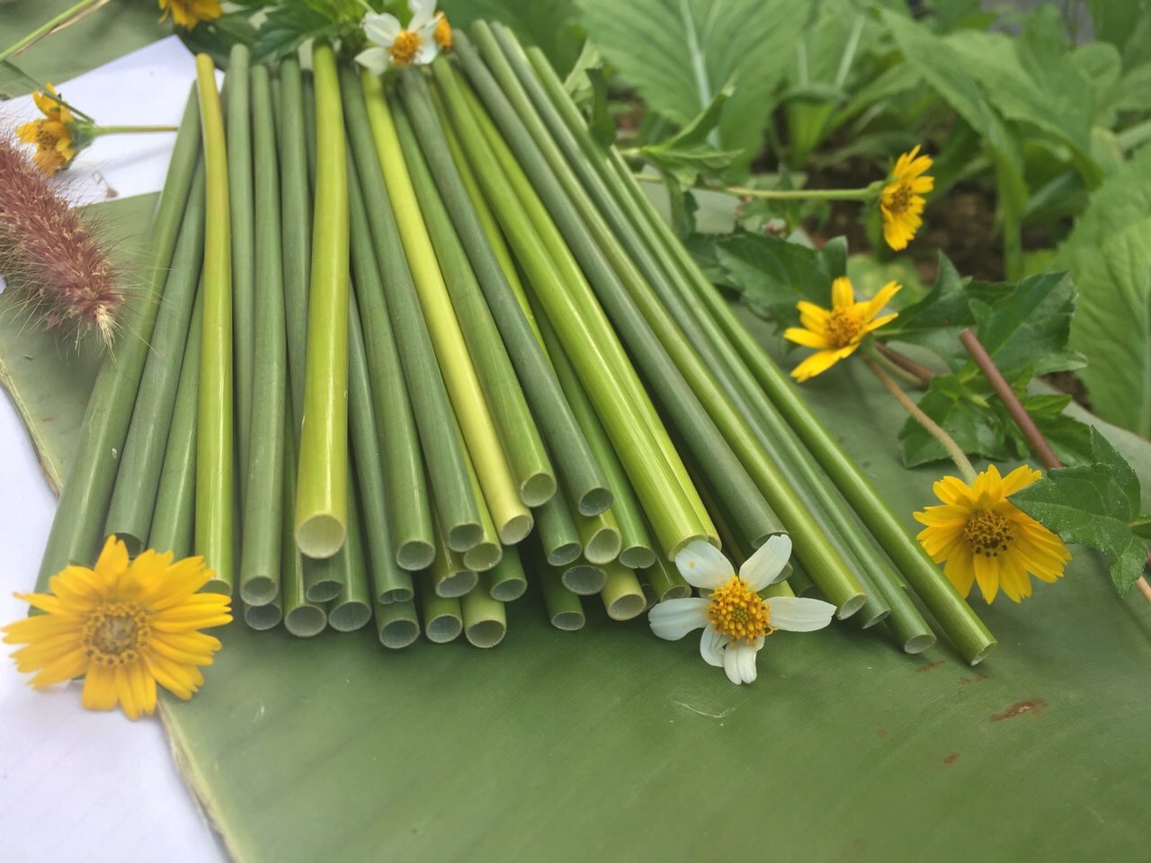 Ống hút tươi - ống Hút Cỏ Bàng Green Future - Công Ty TNHH Sản Xuất Và Thương Mại Green Future Việt Nam